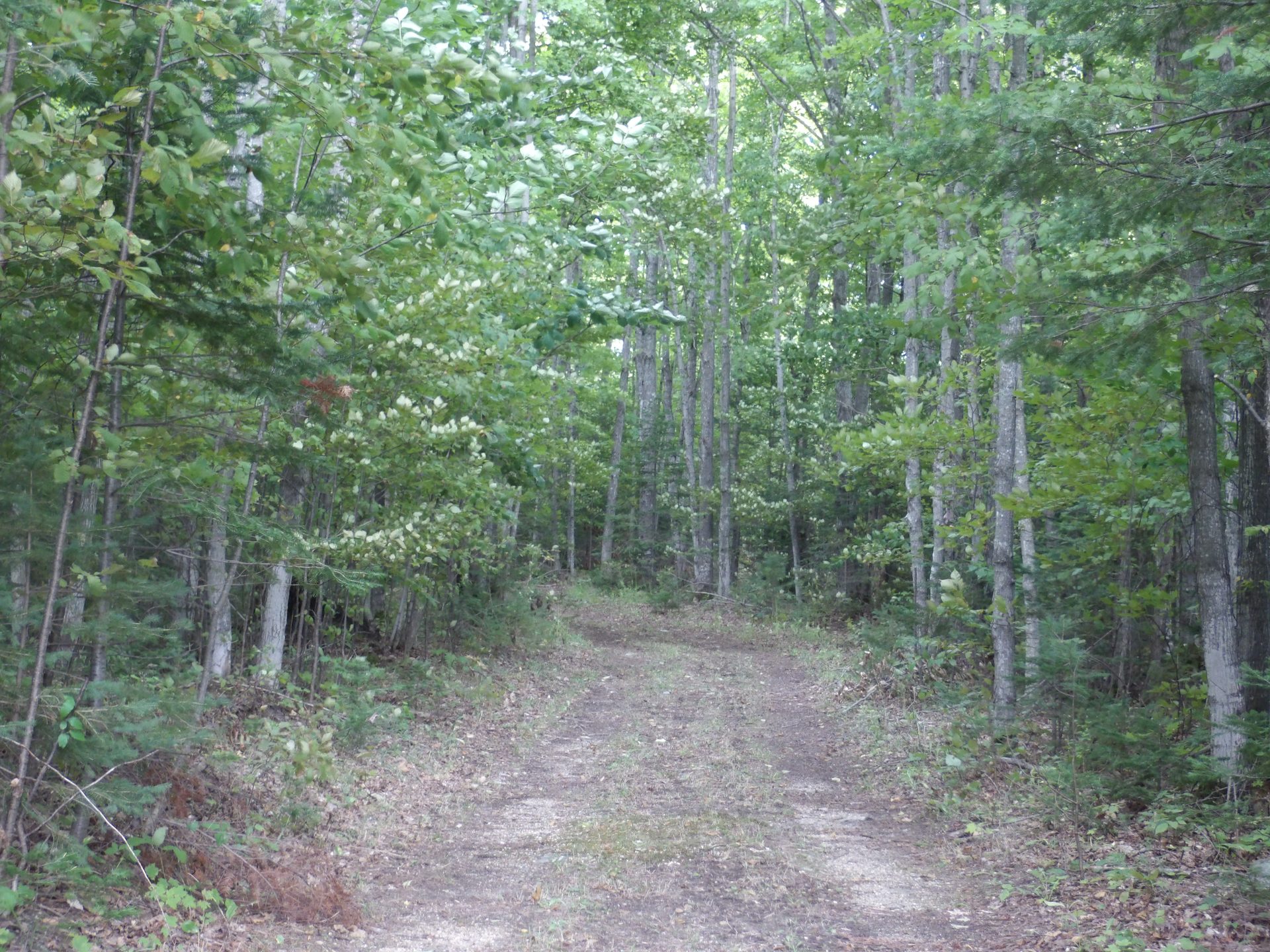 Over a Mile of Trails